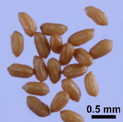 Hypericum rubicundulum seeds that have longitudinal ridges.
 © Landcare Research 2010 